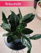 Scindapsus Treubii Dark Form sklep internetowy online, Epipremnum Treubii Dark Form