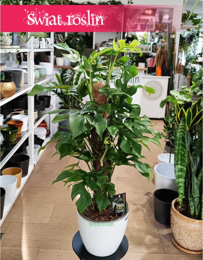 Monstera Minima na paliku, Rhaphidophora Tetrasperma na paliku, Monstera Piccolo na paliku, sklep z roślinami