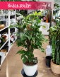 Monstera Minima na paliku, Rhaphidophora Tetrasperma na paliku, Monstera Piccolo na paliku, sklep z roślinami