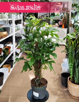 Monstera Minima na paliku, Monstera Piccolo na paliku