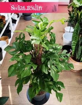 Monstera Minima na paliku, Rhaphidophora Tetrasperma na paliku, Monstera Piccolo na paliku, rośliny sklep internetowy online