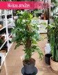 Monstera Minima na paliku, Rhaphidophora Tetrasperma na paliku, Monstera Piccolo na paliku rośliny doniczkowe online