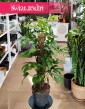 Monstera Minima, Rhaphidophora Tetrasperma na paliku, Monstera Piccolo  w najlepszej cenie i jakości z dostawą