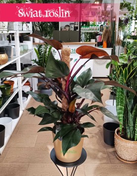 Philodendron New Red, Filodendron New Red