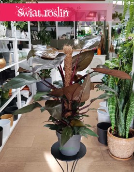 Philodendron New Red, Filodendron New Red sklep internetowy online wysyłka roślin do domu do biura