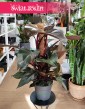 Filodendron New Red, Philodendron New Red kup w sklepie internetowym online z dostawą w całej Polsce