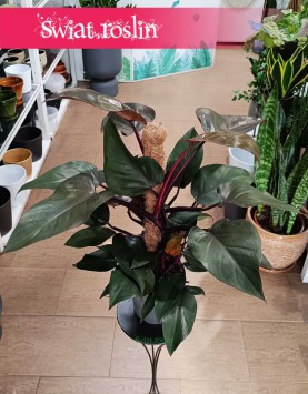 Filodendron New Red do Kupienia w Krakowie lub w Sklepie online Świat Roślin, Philodendron New Red