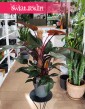 Filodendron New Red w najlepszej cenie i jakości do kupienia z dostawą w całym Kraju, Philodendron New Red
