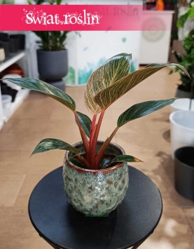 Filodendron Pink Bikini, Philodendron Pink Bikini