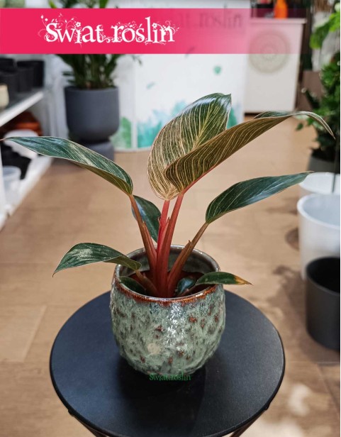 Filodendron Pink Bikini, Philodendron Pink Bikini