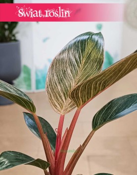 Filodendron Pink Bikini sklep online internetowy z dostawą w całej Polsce, Philodendron Pink Bikini