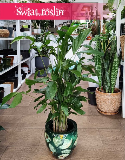 Caryota Mitis, Palma Orzechowa, Palma Rybi ogon