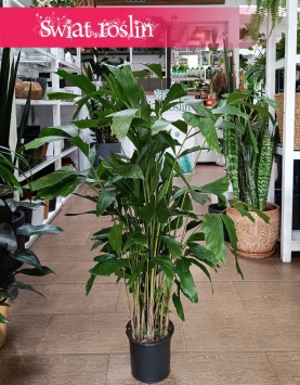 Caryota Mitis-  Palma orzechowa sklep internetowy online, Palma Rybi ogon