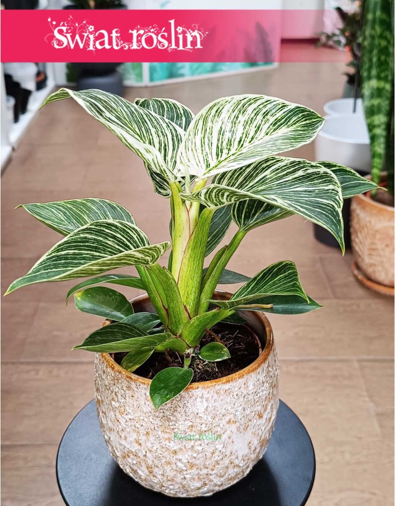 Filodendron Birkin, Philodendron White Measure, Philodendron Birkin