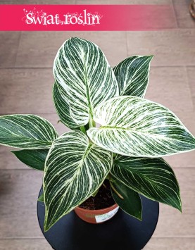 oczyszczający powietrze Filodendron Birkin do kupienia online lub stacjonarnie w Krakowie, Philodendron Birkin