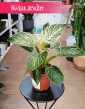 Filodendron sklep internetowy online z dostawą, Philodendron White Measure, Philodendron Birkin