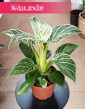 Filodendron Birkin, Philodendron White Measure kup online internetowo z wysyłką online w całym Kraju