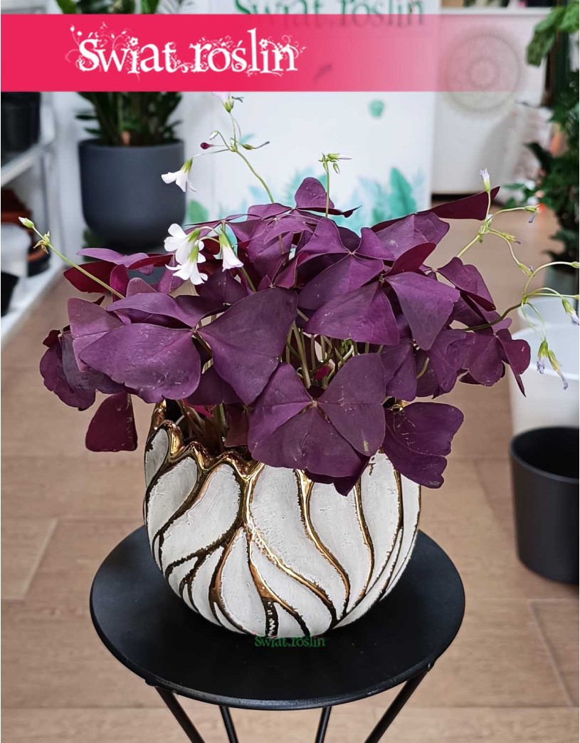 Oxalis Triangularis Mijke, Szczawik trójkątny Mijke, Szczawik Mijke
