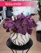 Oxalis Triangularis Mijke, Szczawik trójkątny Mijke, Szczawik Mijke