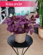 Oxalis Triangularis Mijke sklep internetowy online, Szczawik trójkątny Mijke, Szczawik Mijke