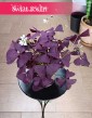 Oxalis Triangularis Mijke, Szczawik trójkątny Mijke do kupienia w Krakowie lub online w Świat Roślin, Szczawik Mijke