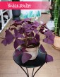 Oxalis Triangularis Mijke, Szczawik trójkątny Mijke w najlepszej cenie i jakości z dostawą w całym kraju, Szczawik Mijke