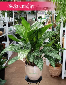 Duża Aglaonema Stripes, Wielka aglonema sklep