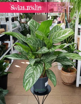 Duża Aglaonema Stripes, Wielka aglonema sklep, duża aglonema, wysyłka roślin sklep online internetowy