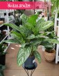 Duża Aglaonema Stripes, Wielka aglonema sklep, duża aglonema, wysyłka roślin sklep online internetowy