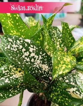 Dracena Surculosa Florida Beauty do kupienia w sklepie internetowym online, Dracaena Surculosa Florida Beauty