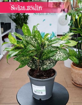 Dracena Surculosa Florida Beauty do kupienia z dostawą ze sklepu online, Dracaena Surculosa Florida Beauty