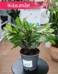 Dracena Surculosa Florida Beauty do kupienia z dostawą ze sklepu online, Dracaena Surculosa Florida Beauty