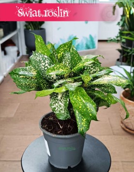 Dracena Surculosa Florida Beauty, Dracaena Surculosa Florida Beauty, w najlepszej cenie i jakości z dostawą online