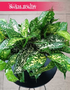 Dracena Surculosa Florida Beauty, kupienia w Krakowie w Świat Roślin lub online w całej Polsce