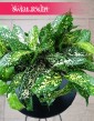 Dracena Surculosa Florida Beauty, kupienia w Krakowie w Świat Roślin lub online w całej Polsce