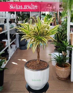 Dracena Reflexa Song of India, Dracaena Reflexa Song of India, Pleomele Reflexa, Dracena Odwrócona