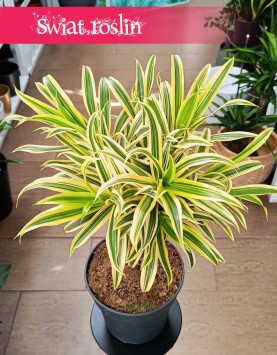 Dracena Reflexa Song of India, Dracaena Reflexa Song of India, Pleomele Reflexa sklep online z roślinami