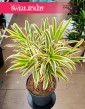 Dracena Reflexa Song of India, Dracaena Reflexa Song of India, Pleomele Reflexa sklep online z roślinami