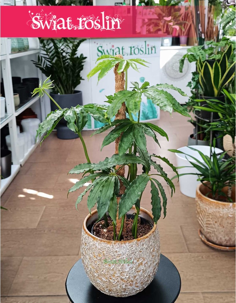 Anturium Polyschistum, Anthurium Polyschistum
