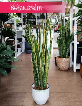 Wysoka Sansevieria Laurentii, Wysoka Sansewieria Laurentii