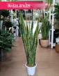 Wysoka Sansevieria Laurentii do kupienia w Krakowie lub online w Świat Roślin, Wysoka Sansewieria Laurentii