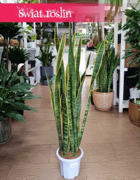 Wysoka Sansevieria Laurentii, Wysoka Sansewieria Laurentii do kupienia online internetowo z dostawą w całłym Kraju