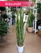 Wysoka Sansevieria Laurentii, Wysoka Sansewieria Laurentii do kupienia online internetowo z dostawą w całłym Kraju
