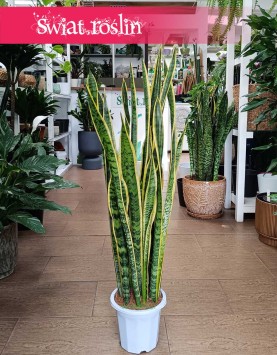 Wysoka Sansevieria Laurentii, Wysoka Sansewieria Laurentii w najl;epszej cenie i jakości z dostawą online