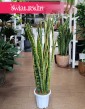 Wysoka Sansevieria Laurentii, Wysoka Sansewieria Laurentii w najl;epszej cenie i jakości z dostawą online