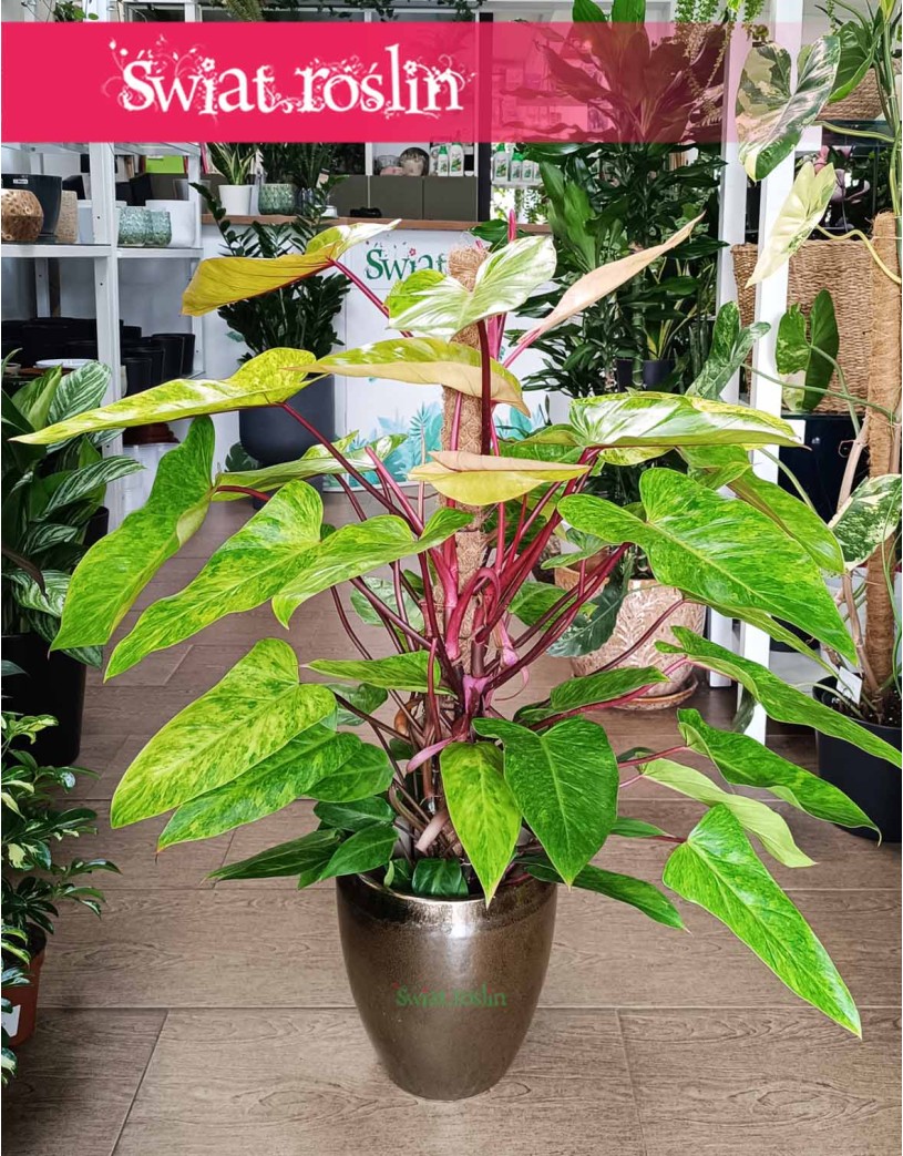 Philodendron Painted Lady, Filodendron Painted Lady
