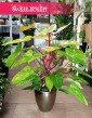 Philodendron Painted Lady, Filodendron Painted Lady