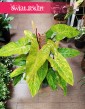 Philodendron Painted Lady kup w sklepie internetowym online z dostawą, Filodendron Painted Lady