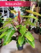 Philodendron Painted Lady, Filodendron Painted Lady, kolekcjonerska odmiana philodendrona, rzadki philodendron