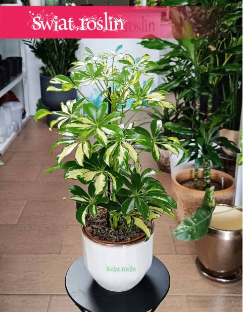 Szeflera Arboricola Gerda, Schefflera Arboricola Gerda